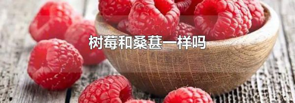 树莓和桑葚一样吗