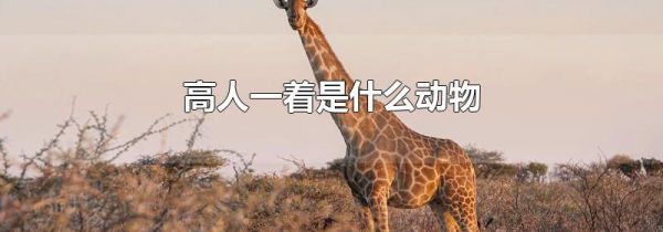 高人一着是什么动物
