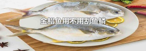 金鲳鱼用不用刮鱼鳞