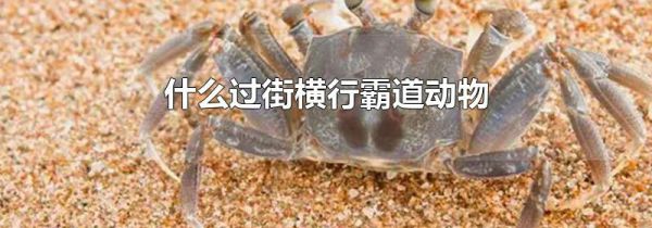 什么过街横行霸道动物