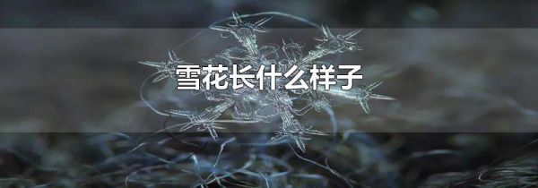 雪花长什么样子