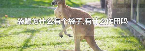 袋鼠为什么有个袋子,有什么作用吗