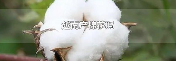 越南产棉花吗
