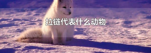 拉链代表什么动物