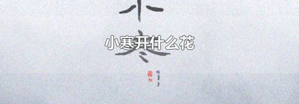 小寒开什么花
