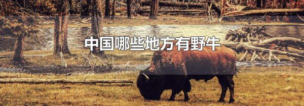 中国哪些地方有野牛