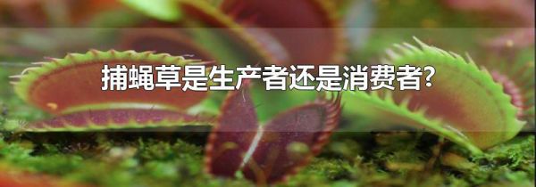 捕蝇草是生产者还是消费者?