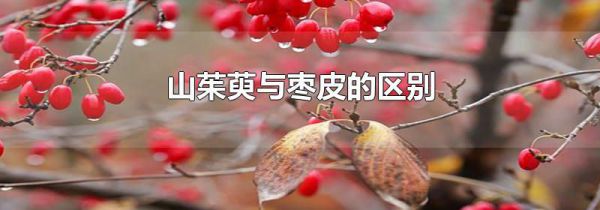 山茱萸与枣皮的区别