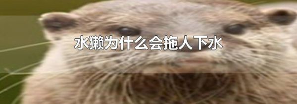 水獭为什么会拖人下水