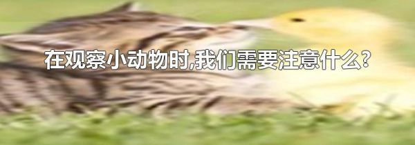 在观察小动物时,我们需要注意什么?
