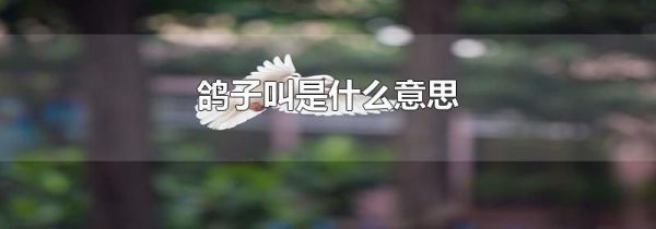 鸽子叫是什么意思