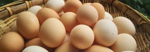土鸡蛋和洋鸡蛋的区别是什么