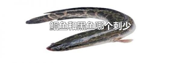 鮰鱼和黑鱼哪个刺少