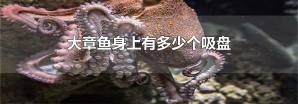 大章鱼身上有多少个吸盘
