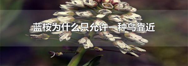 蓝桉为什么只允许一种鸟靠近