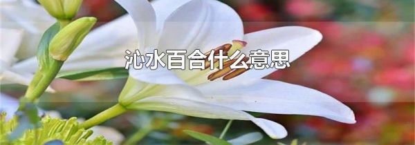 沁水百合什么意思