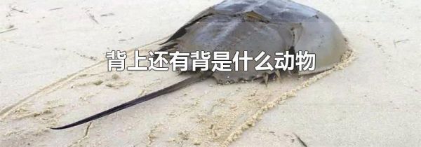 背上还有背是什么动物