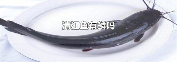 清江鱼有鳞吗
