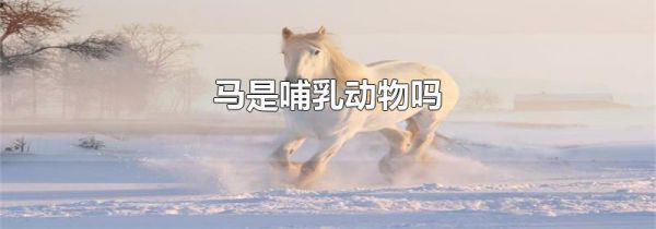 马是哺乳动物吗