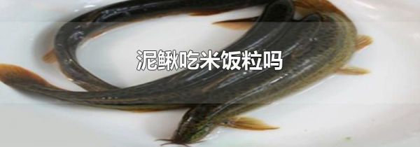 泥鳅吃米饭粒吗