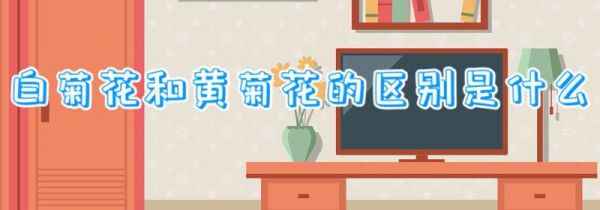 白菊花和黄菊花的区别是什么
