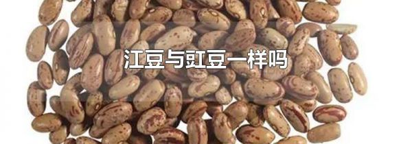 江豆与豇豆一样吗