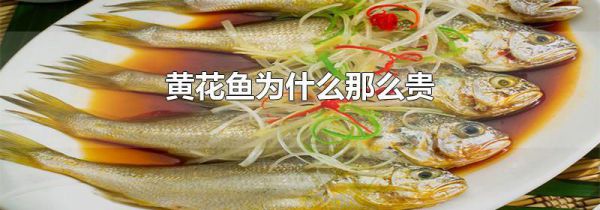 黄花鱼为什么那么贵