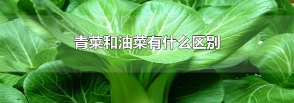 青菜和油菜有什么区别