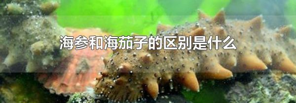 海参和海茄子的区别是什么