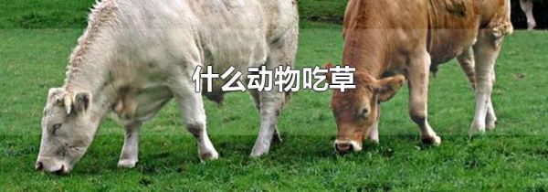 什么动物吃草