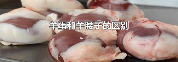 羊蛋和羊腰子的区别