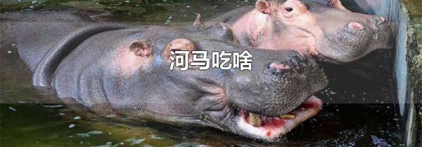 河马吃啥