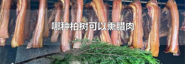 哪种柏树可以熏腊肉