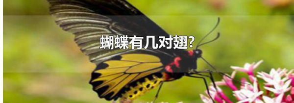 蝴蝶有几对翅膀?