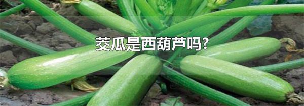 茭瓜是西葫芦吗?