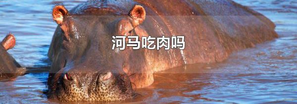 河马吃肉吗