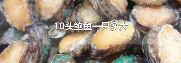 10头鲍鱼一只多大