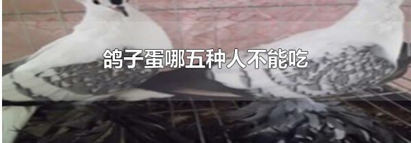 鸽子蛋哪五种人不能吃