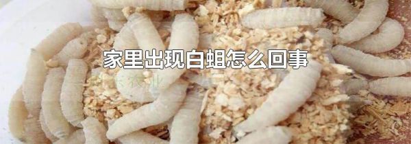 家里出现白蛆怎么回事