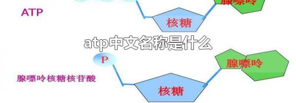 atp中文名称是什么