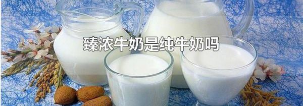 臻浓牛奶是纯牛奶吗