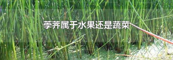 荸荠属于水果还是蔬菜