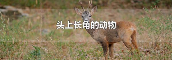 头上长角的动物
