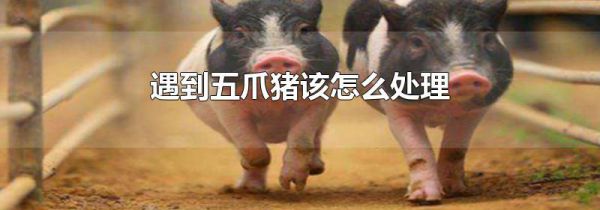 遇到五爪猪该怎么处理