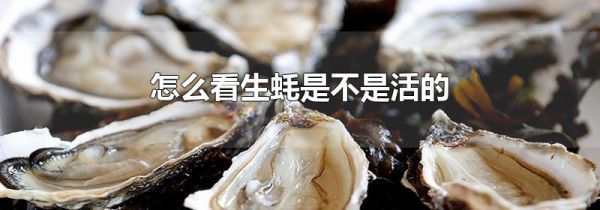 怎么看生蚝是不是活的
