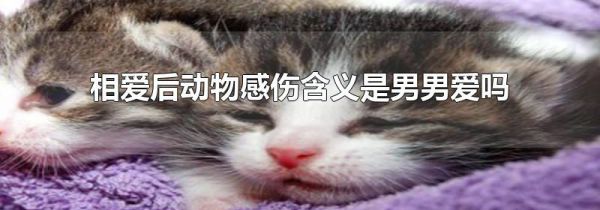 相爱后动物感伤含义是男男爱吗