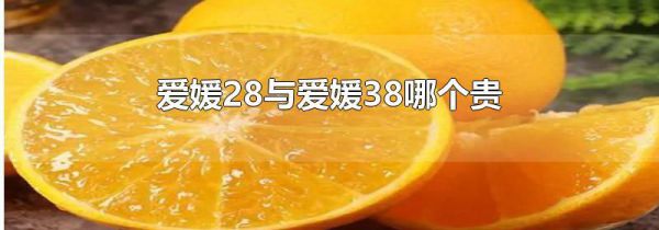 爱媛28与爱媛38哪个贵