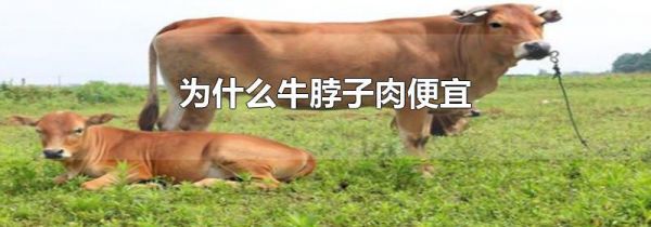 为什么牛脖子肉便宜
