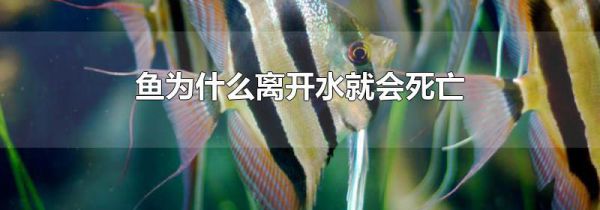 鱼为什么离开水就会死亡