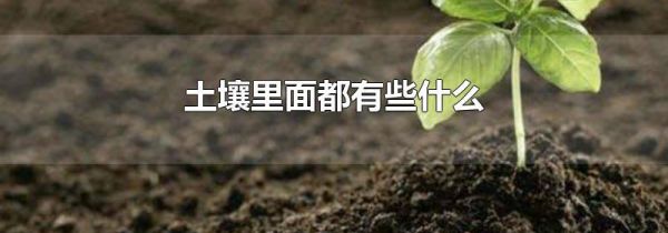 土壤里面都有些什么